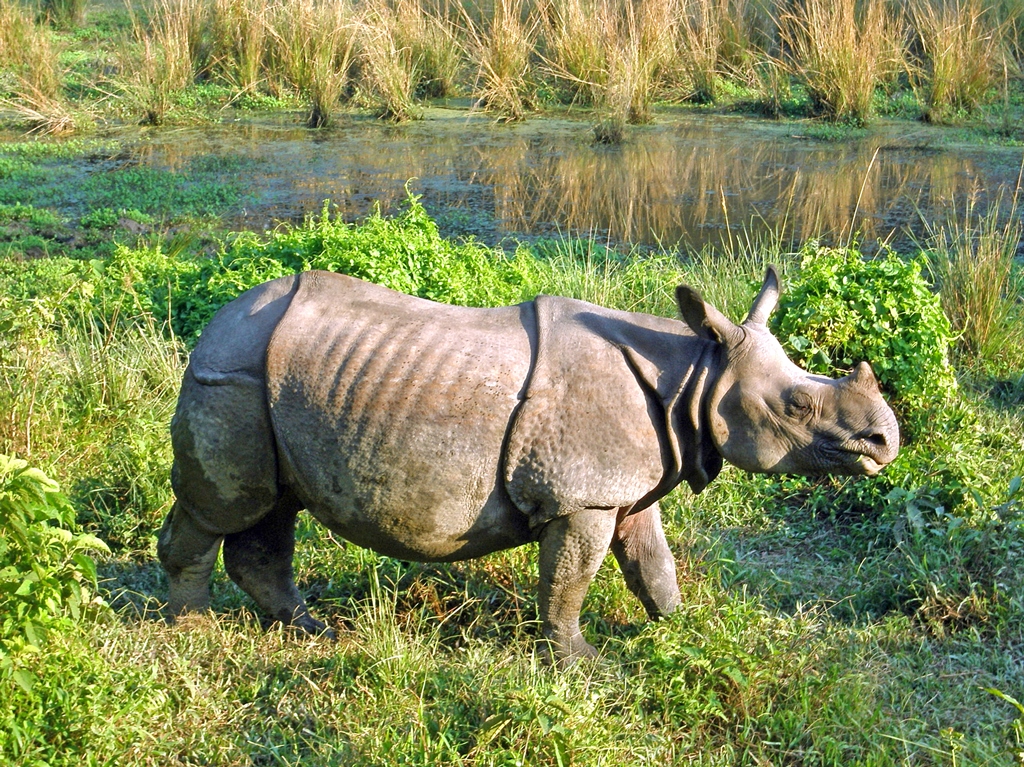 Park Narodowy Chitwan