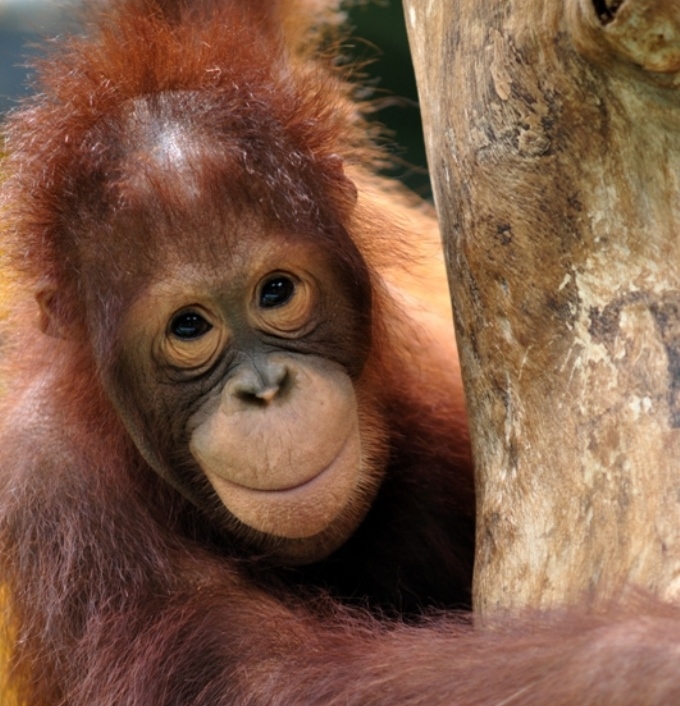 Centrum orangutanów Sepilok